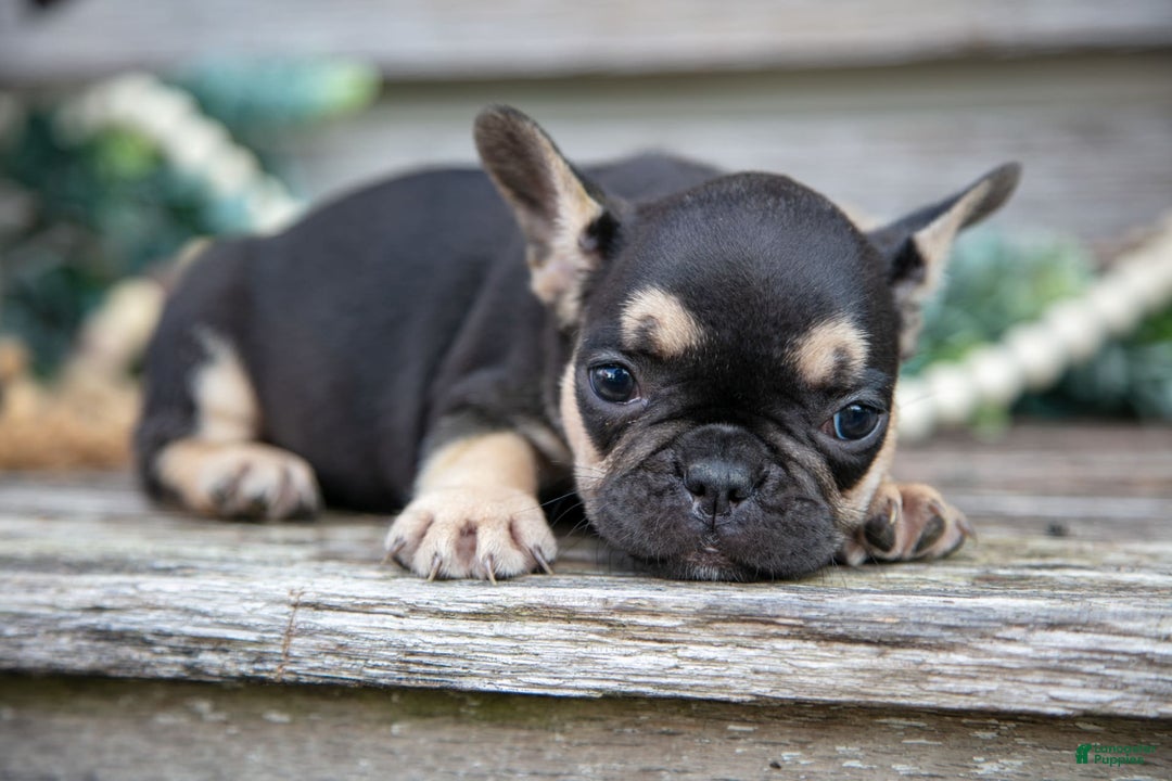 French Bulldog dogs for sale: Bella - Image 4