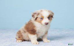 Australian Shepherd dogs for sale: Nova - Image 4