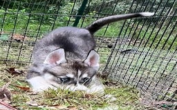 Siberian Husky dogs for sale: Shana - Image 11