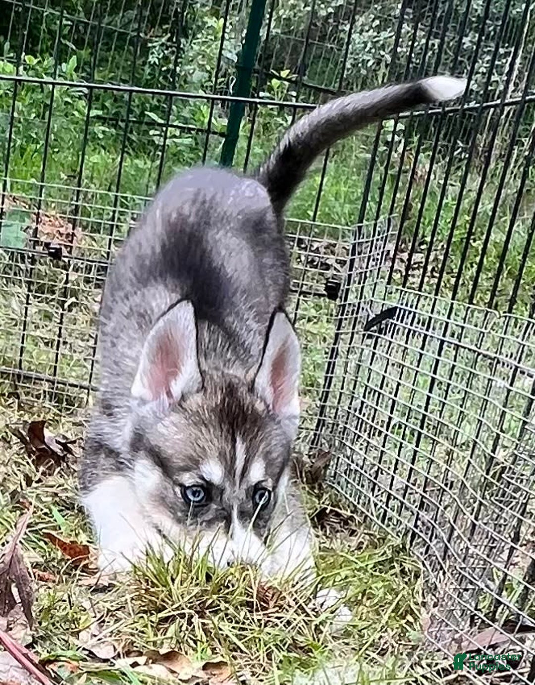 Siberian Husky dogs for sale: Shana - Image 11