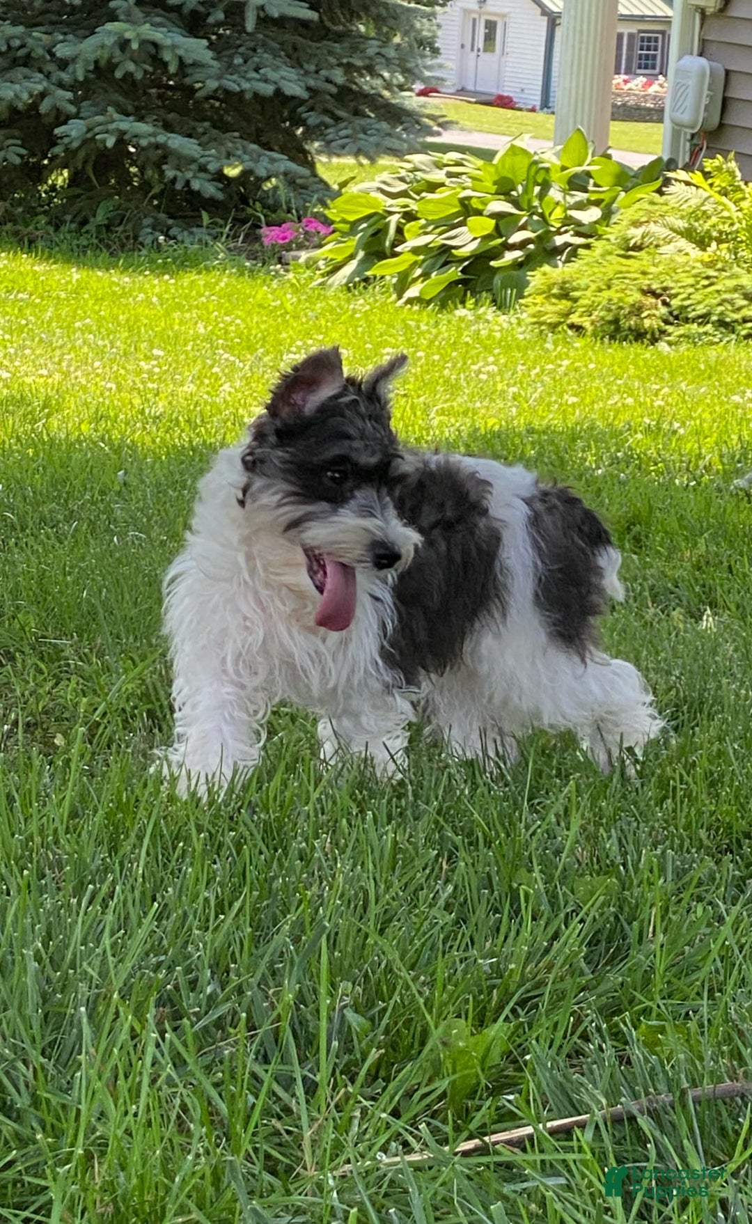 Miniature Schnauzer dogs for sale: Kira - Image 2