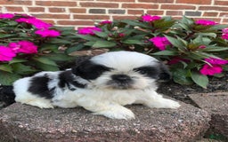 Shih Tzu dogs for sale: Ollie - Image 1