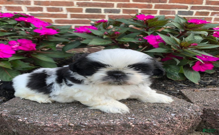 Shih Tzu dogs for sale - Ad 1