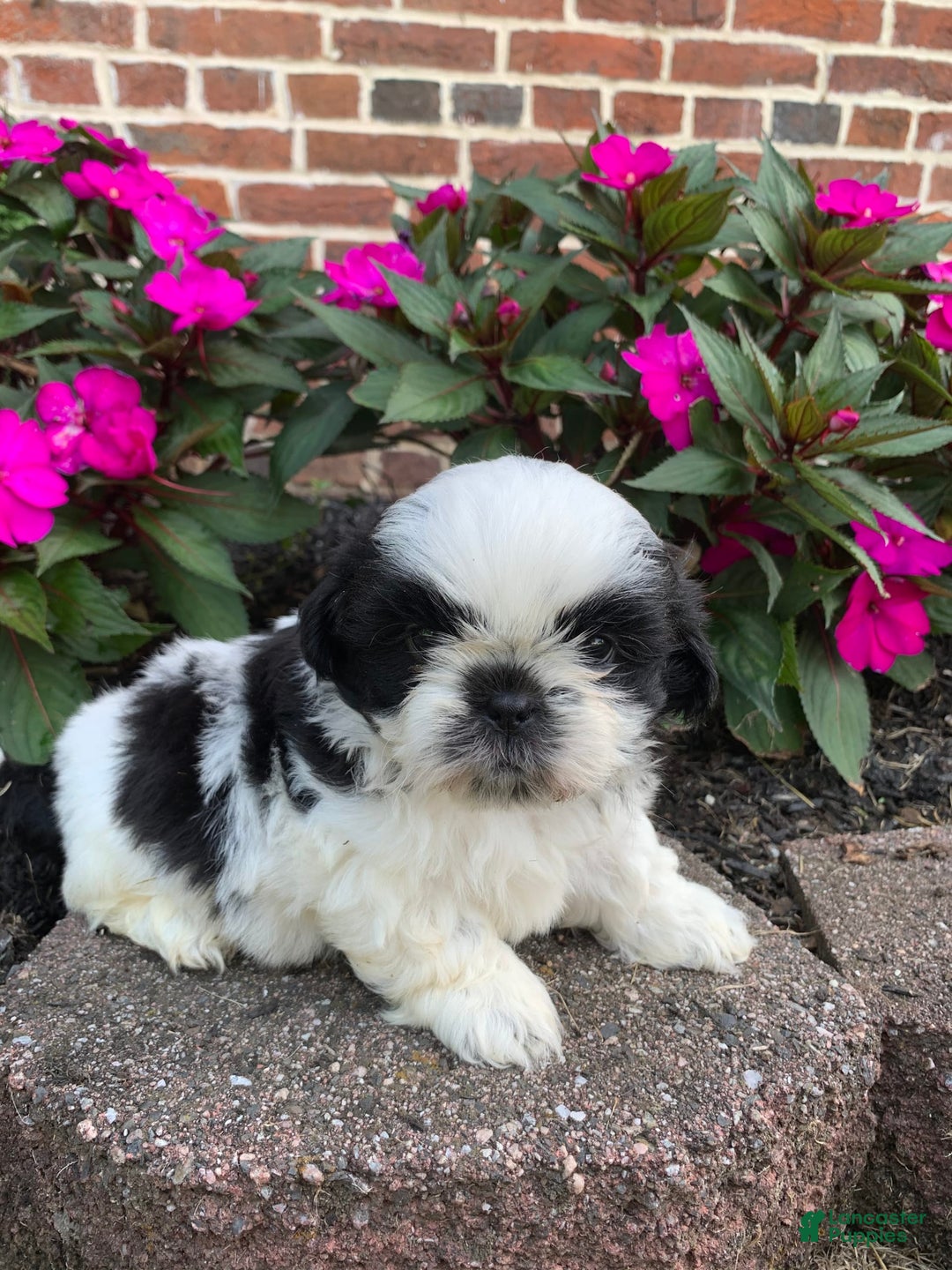 Shih Tzu dogs for sale: Ollie - Image 1