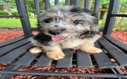 Mini Aussiedoodle dogs for sale: Tulip - Image 13