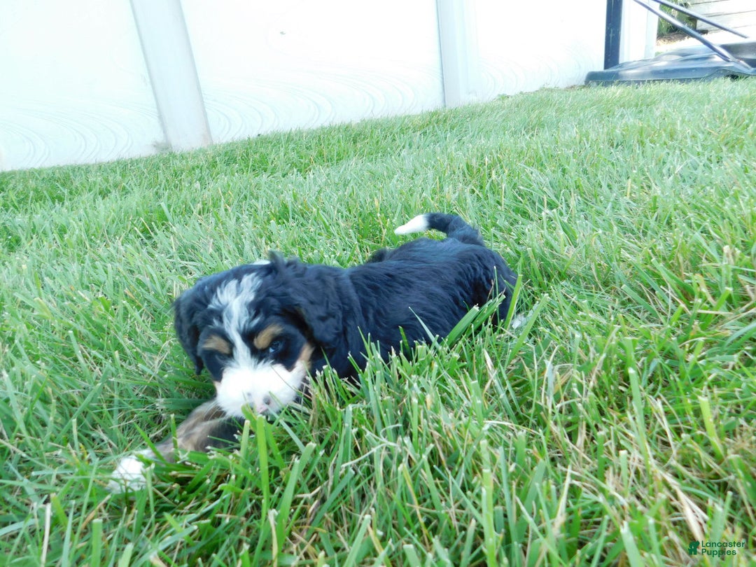 Mini Bernedoodle dogs for sale: Katie - Image 5