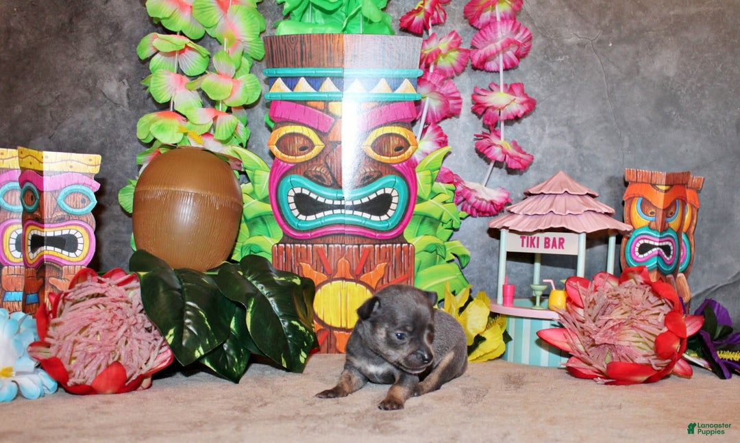 Chihuahua dogs for sale: Draco - Image 3