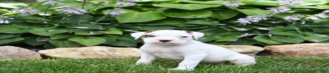 Duke