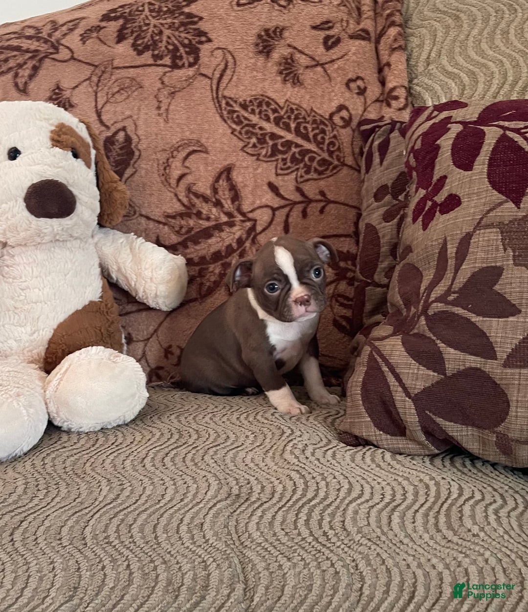 Boston Terrier dogs for sale: Tootie - Image 2