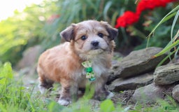 Morkie dogs for sale: Jesse - Image 11