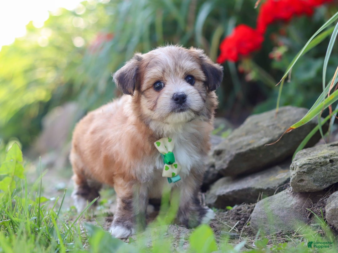 Morkie dogs for sale: Jesse - Image 11