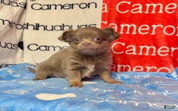 Chihuahua dogs for sale: Tobias Lavender Long Coat - Image 36