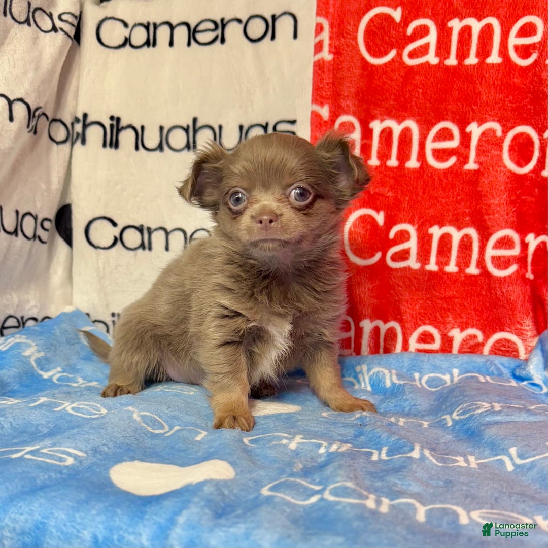Chihuahua dogs for sale: Tobias Lavender Long Coat - Image 36