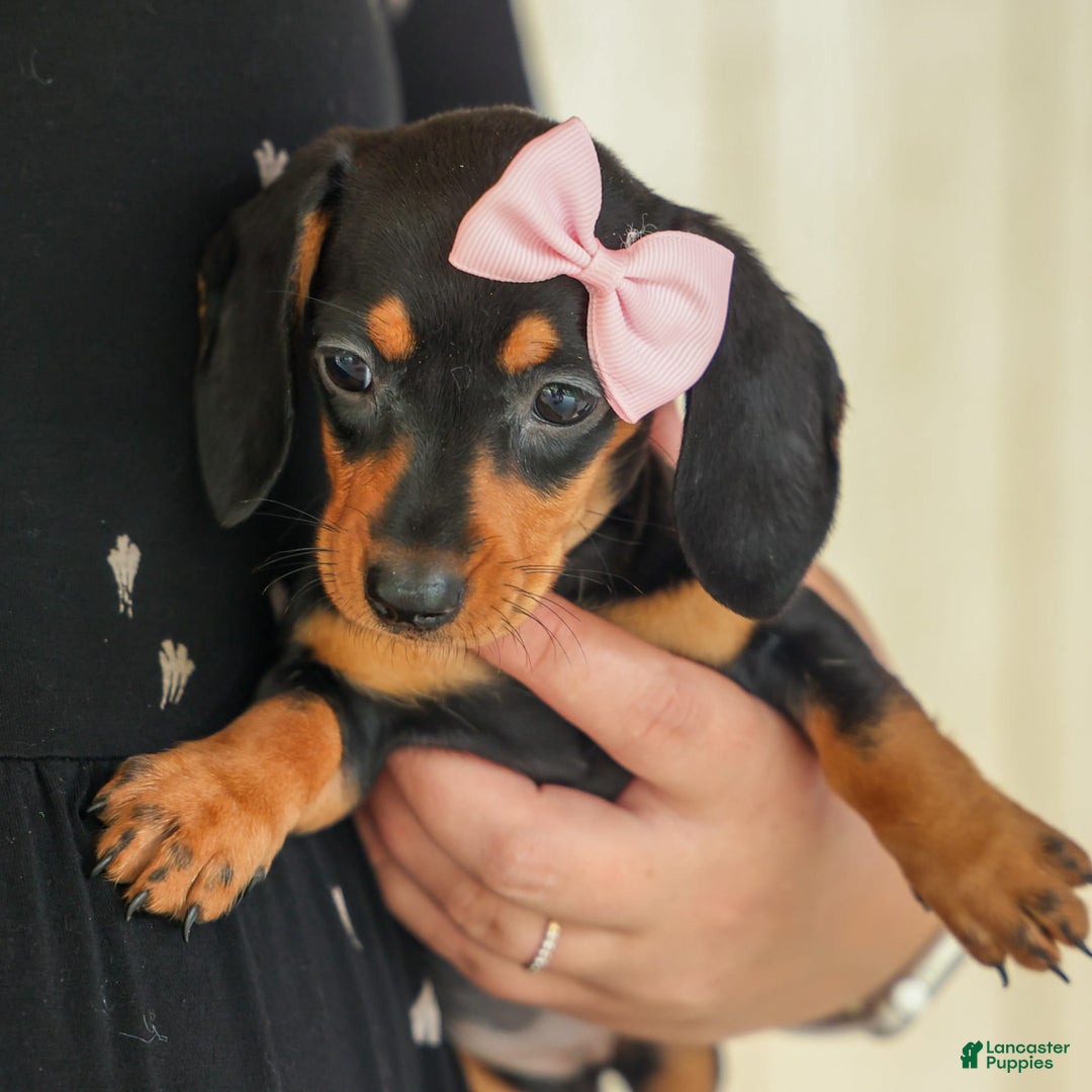 Miniature Dachshund dogs for sale: Nutella - Image 9
