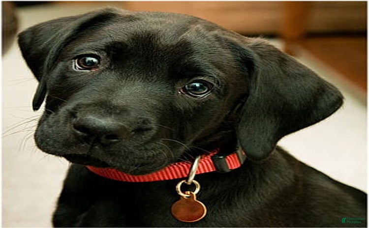 Labrador Retriever dogs for sale - Ad 1