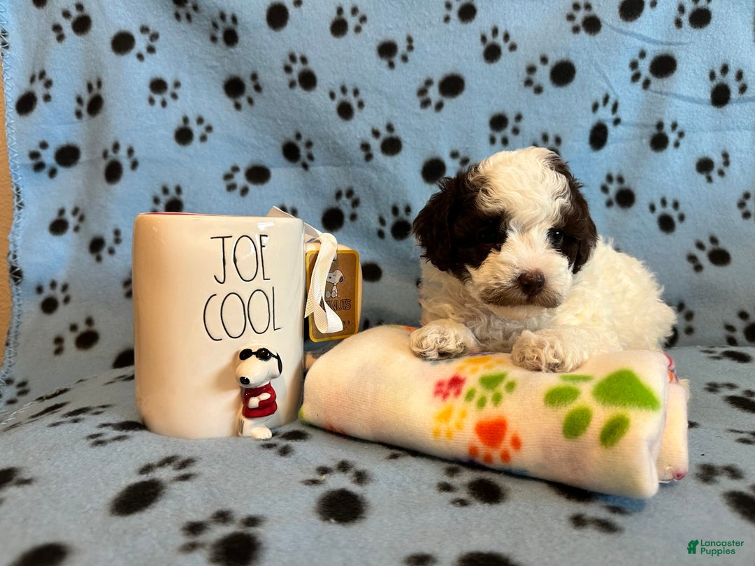 Toy Poodle dogs for sale: Hazel - Image 3