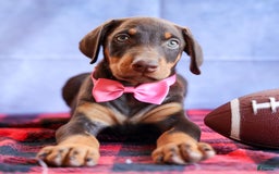 Doberman Pinscher dogs for sale: Dakota - Image 13