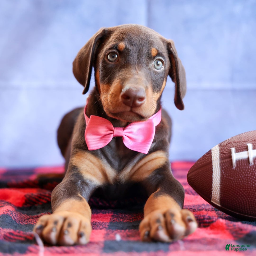 Doberman Pinscher dogs for sale: Dakota - Image 13