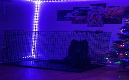 German Shepherd dogs for stud: SIMBA - Image 7