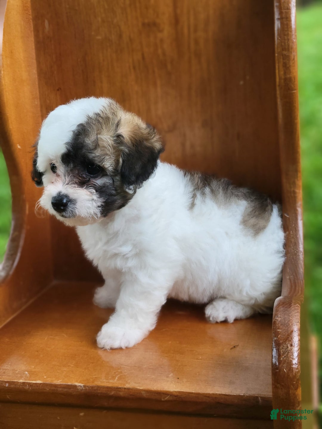 Bichpoo dogs for sale: Wanda - Image 8