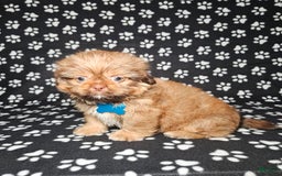 Shih Tzu dogs for sale: Dexter - Image 13