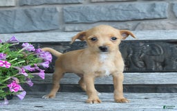 Toy Fox Terrier dogs for sale: Leo - Image 3