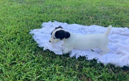 Jack Russell Terrier dogs for sale: Cedric - Image 5