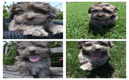 Havapoo dogs for sale: Zodiac - Image 4
