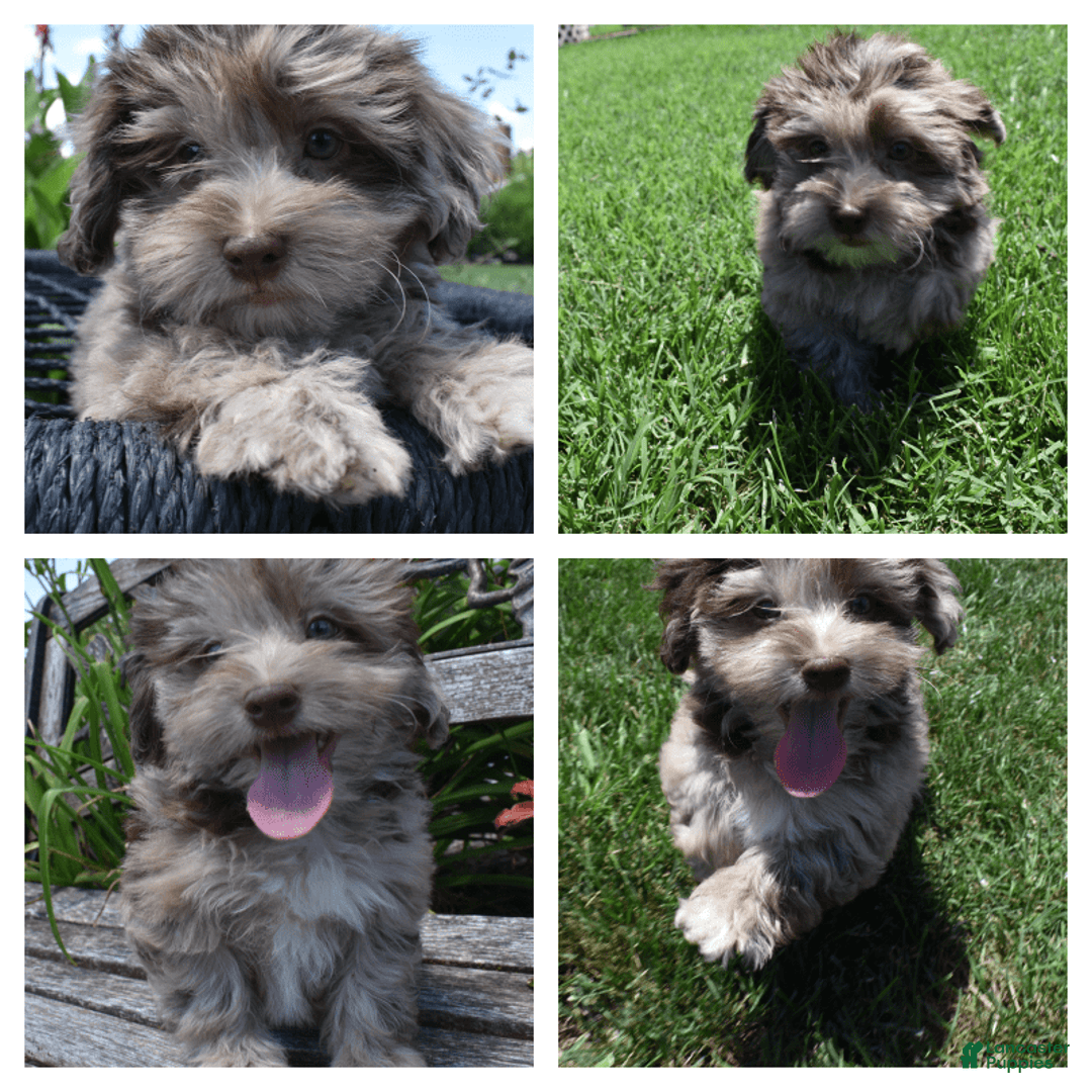 Havapoo dogs for sale: Zodiac - Image 4