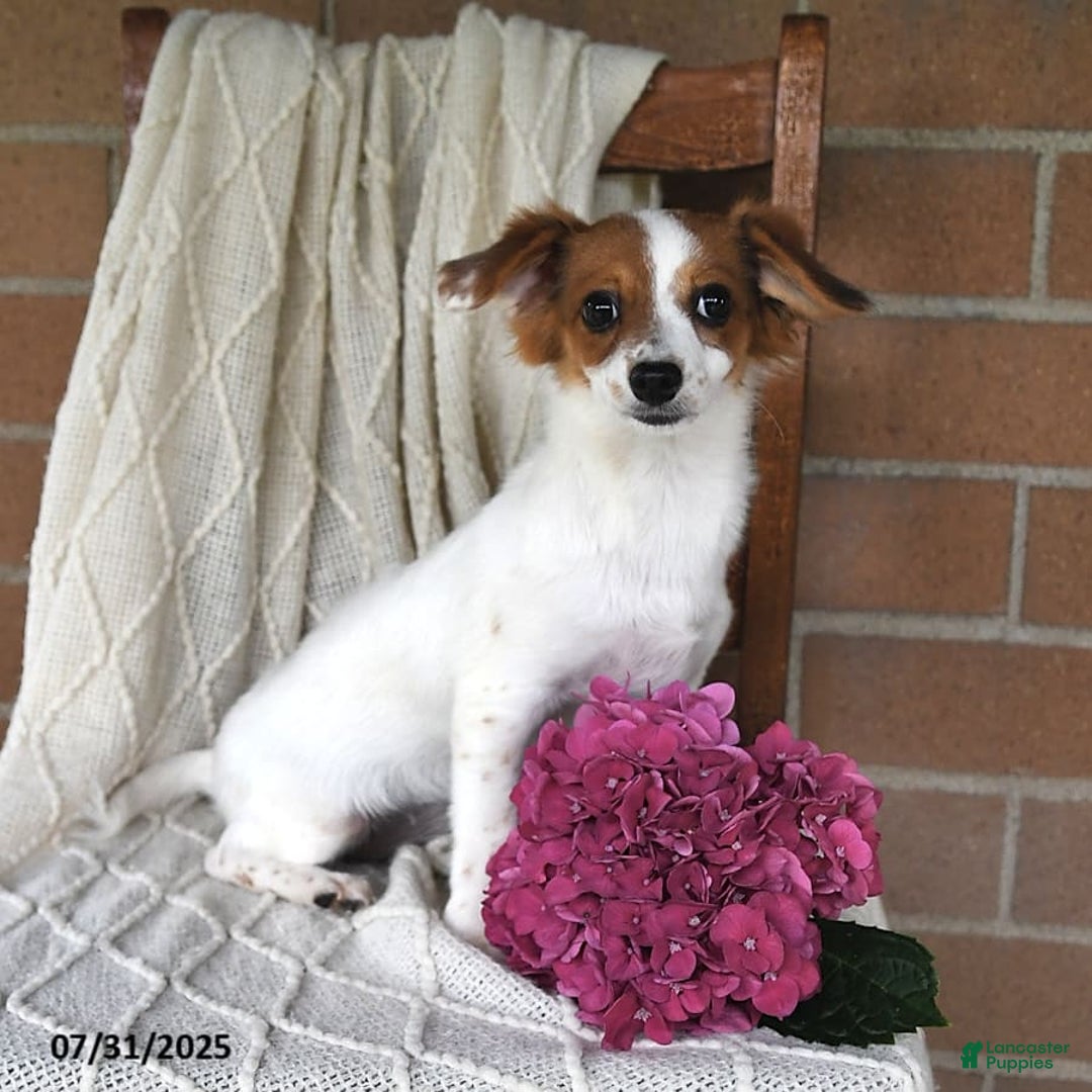 Havanese dogs for sale: Bessy - Image 16