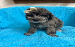 Miniature Poodle dogs for sale: Finn - Image 4