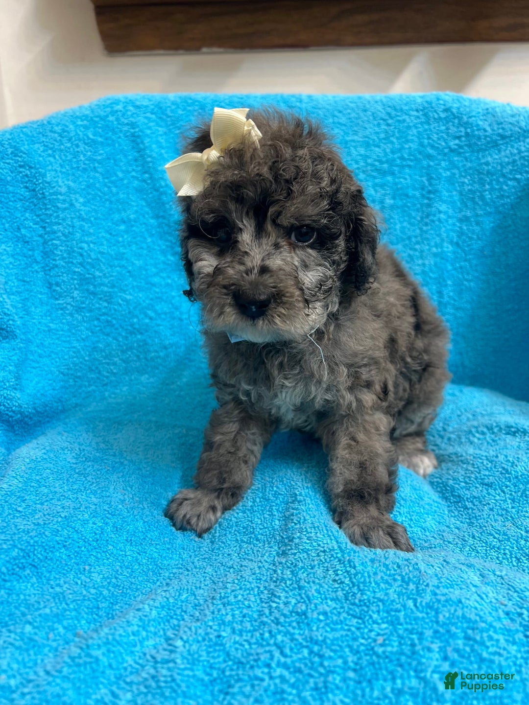 Miniature Poodle dogs for sale: Finn - Image 4