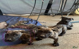 Presa Canario dogs for sale: Rose - Image 4
