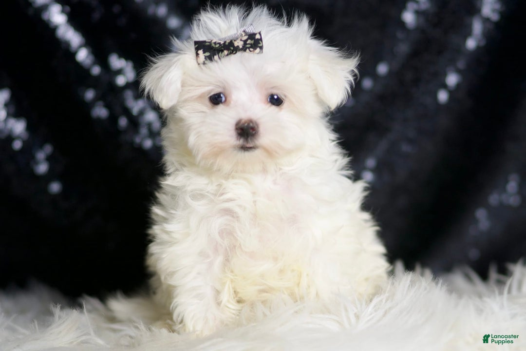 Maltese dogs for sale: Gwen - Image 2