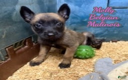 Belgian Malinois dogs for sale: Molly - Image 2
