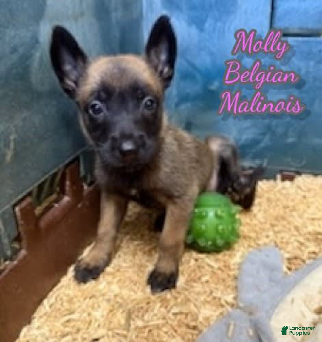 Belgian Malinois dogs for sale: Molly - Image 2