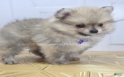Pomeranian dogs for sale: Love-a-lot Bear - Image 7