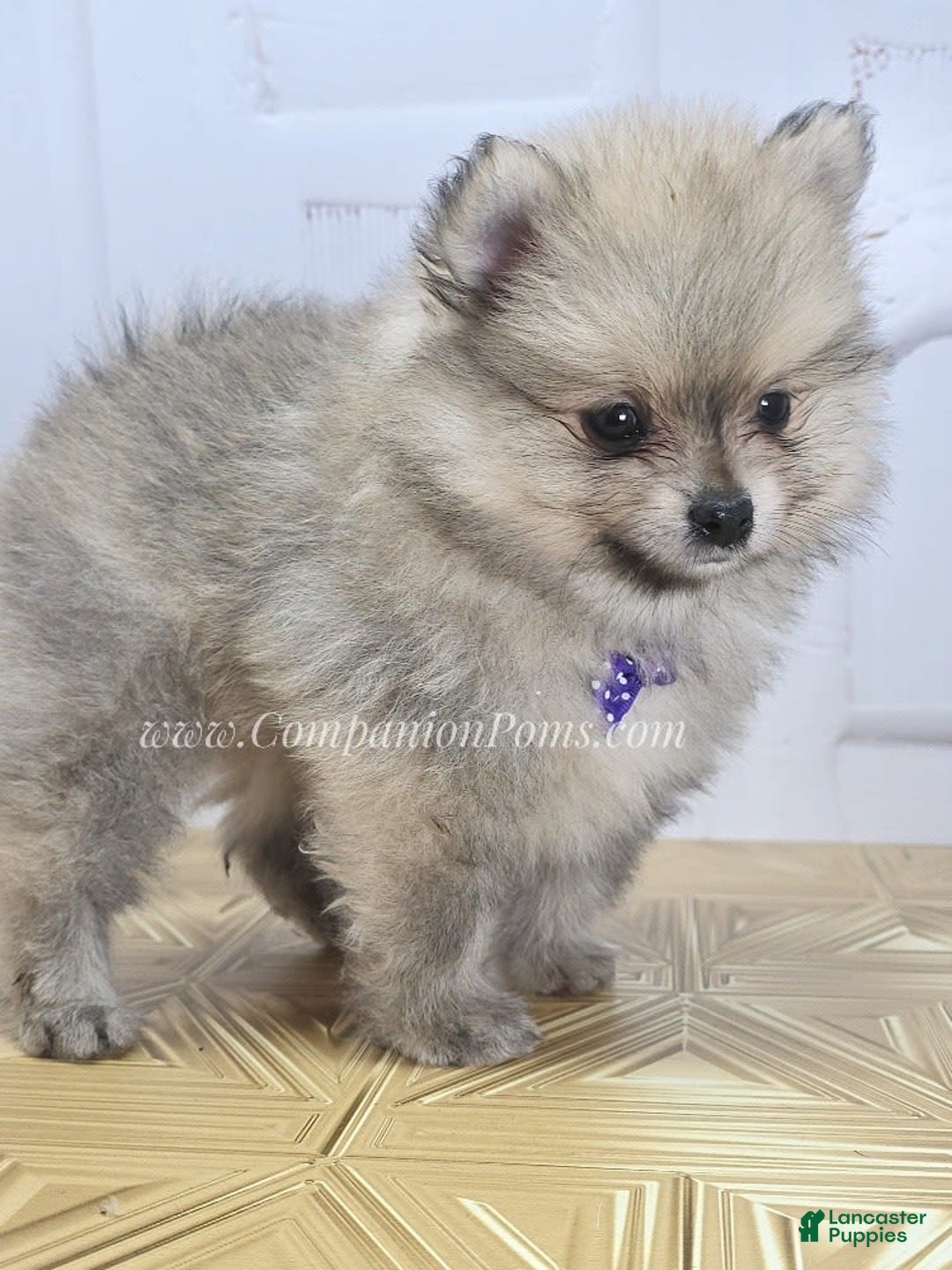 Pomeranian dogs for sale: Love-a-lot Bear - Image 7