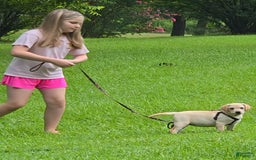 Labrador Retriever dogs for sale: Pixie - Image 2