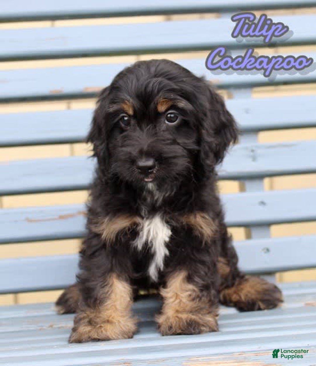 Cockapoo dogs for sale: Tulip - Image 1