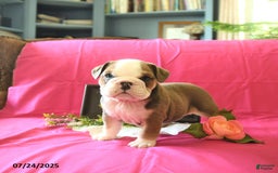 English Bulldog dogs for sale: Keith - Image 6