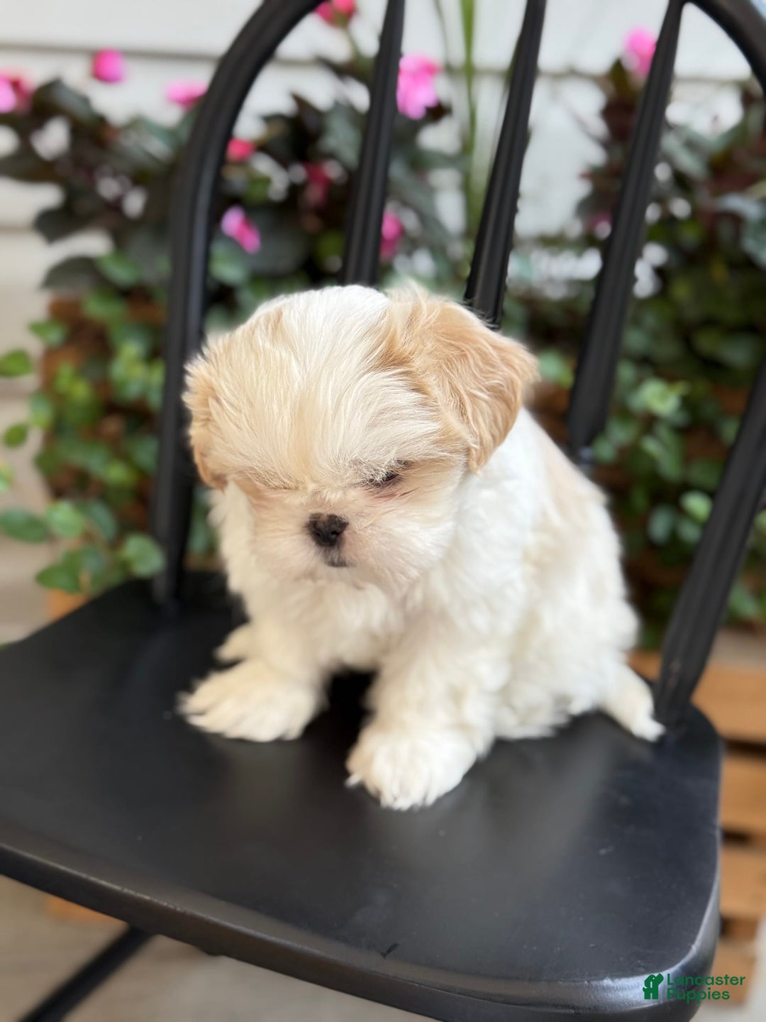 Shih Tzu dogs for sale: Larson - Image 9