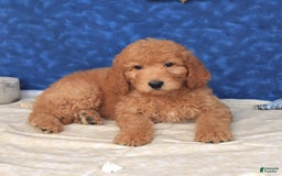 Goldendoodle dogs for sale: Lassie - Image 3