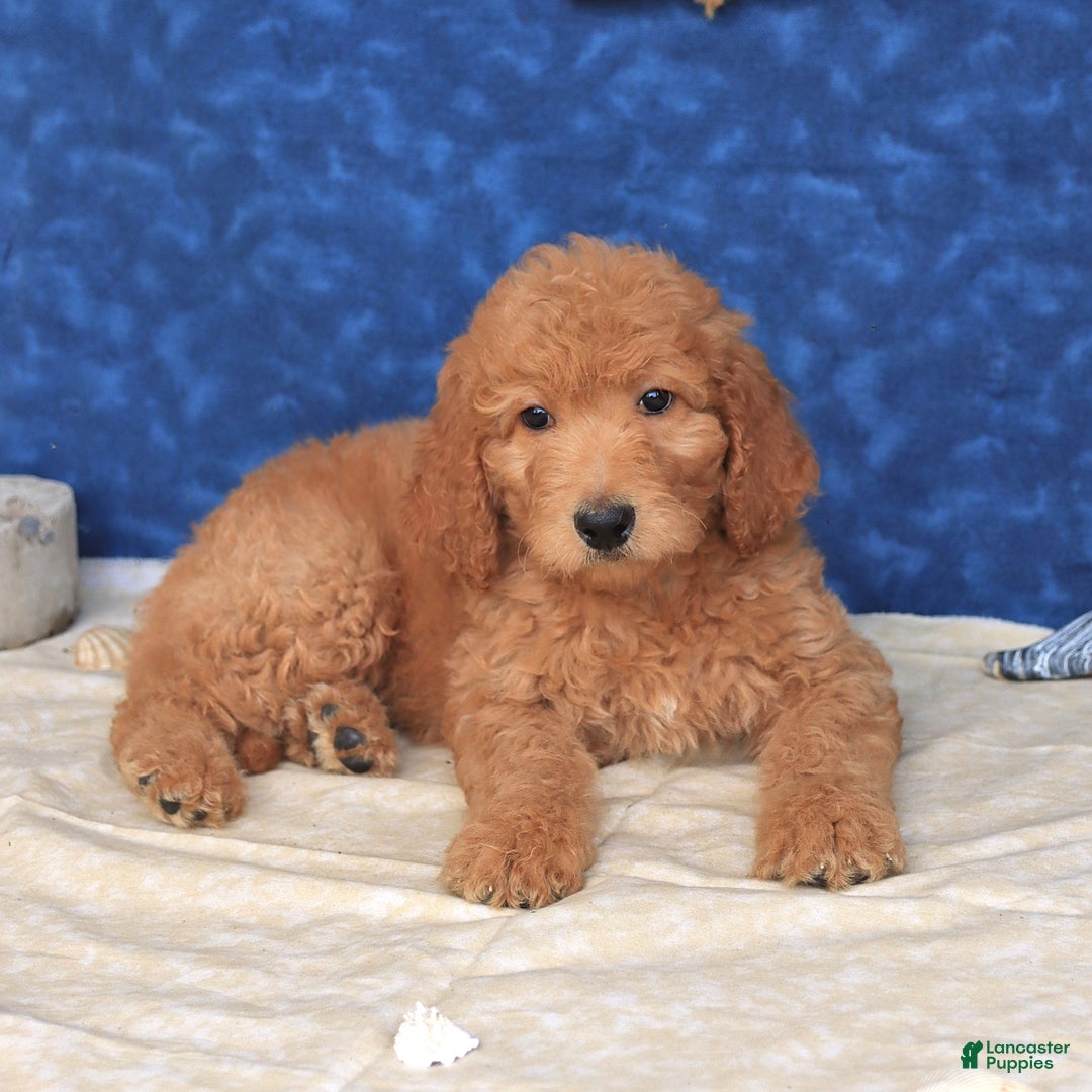 Goldendoodle dogs for sale: Lassie - Image 3