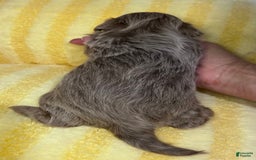 Shih Tzu dogs for sale: Bubbles - Image 3