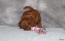 Mini Goldendoodle dogs for sale: Cori - Image 8