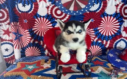 Siberian Husky dogs for sale: rocky - Image 3