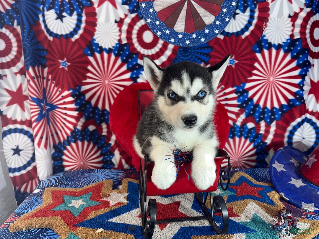 Siberian Husky dogs for sale: rocky - Image 3
