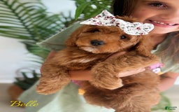 Mini Goldendoodle dogs for sale: Petite Belle - Image 6