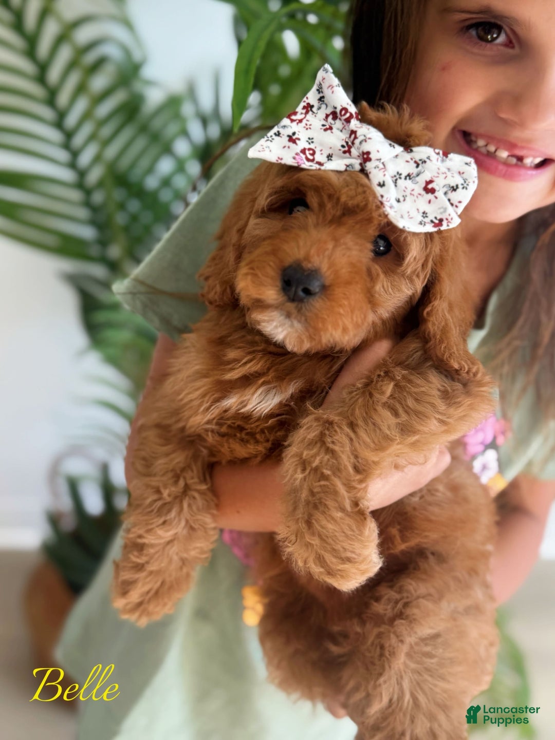 Mini Goldendoodle dogs for sale: Petite Belle - Image 6